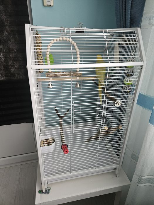 Pui micul alexandru cu colivie mare si accesorii