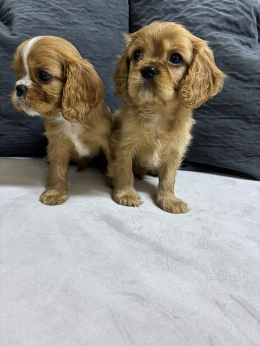 Продаються щенки Кавалер кинг чарльз спаниель