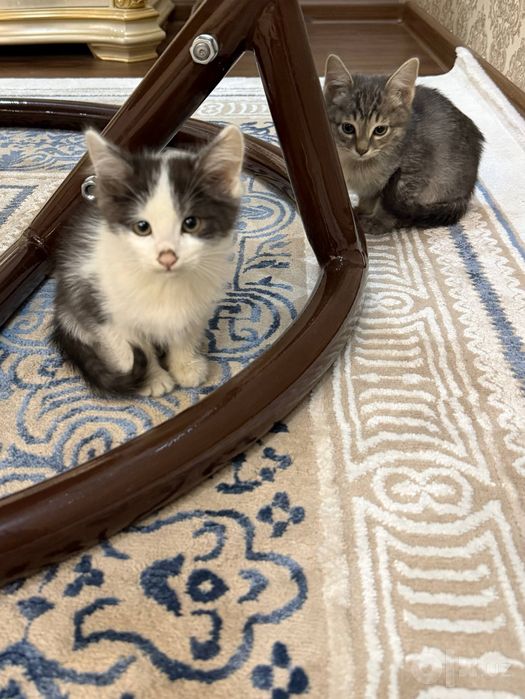 Котята. Mushukchalar.