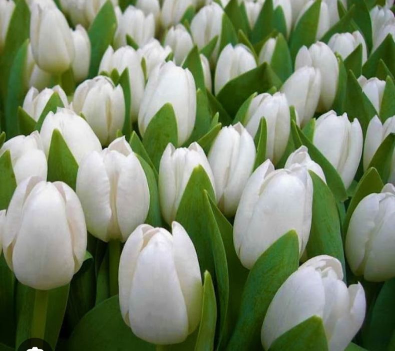 Цветы на 8марта разные цвета