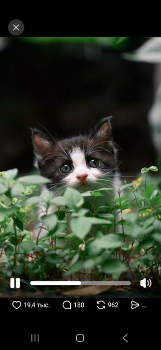 Котёнок в хорошие руки