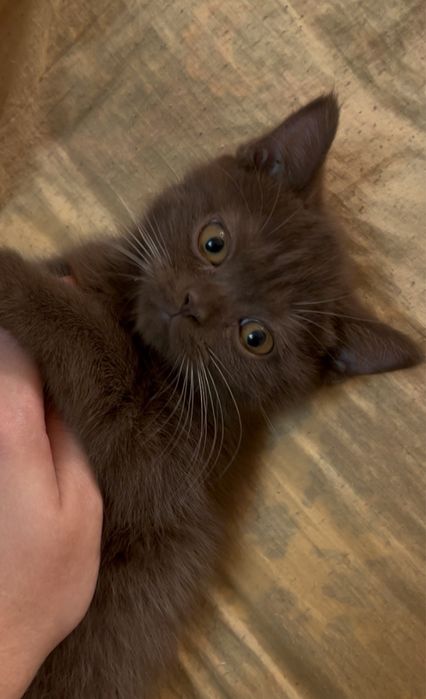 Продаются породистые котята Scottish Straight