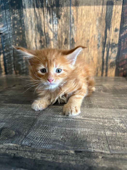 Продам котят Мейн-Кунов.