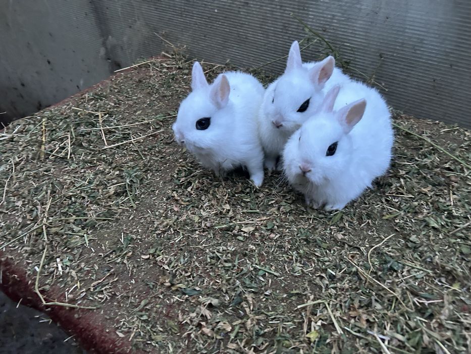 Iepuri pitici ( dwarf hotot)