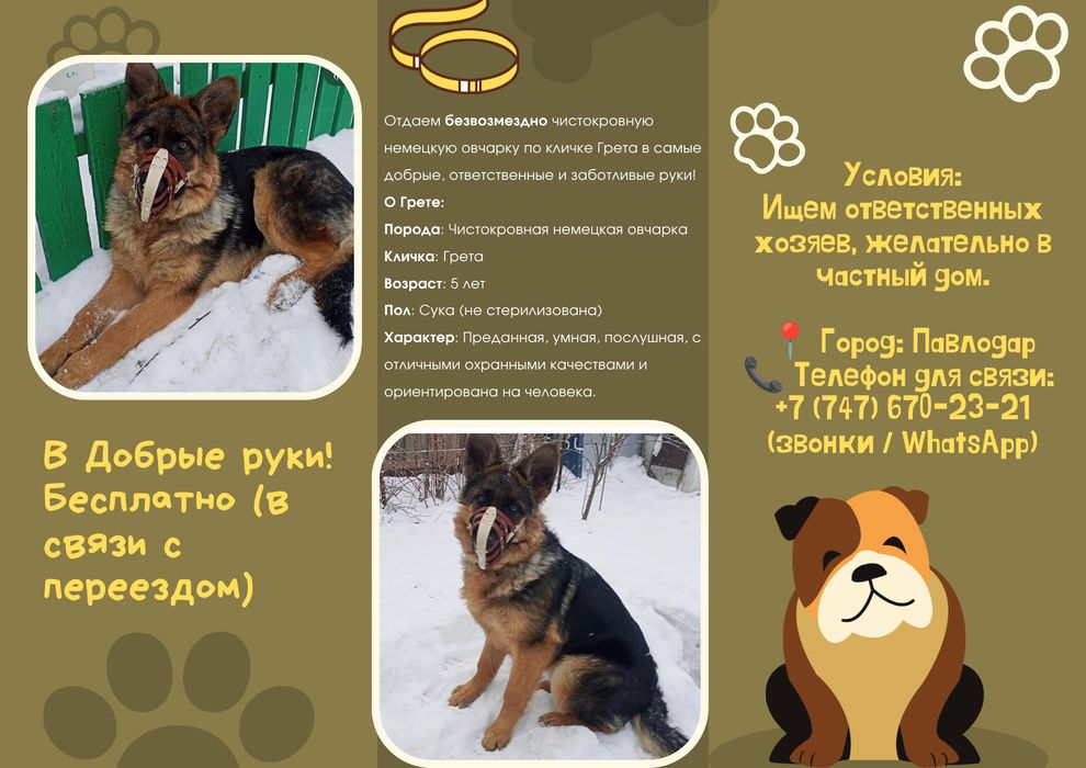 Бесплатно отдадим немецкую овчарку