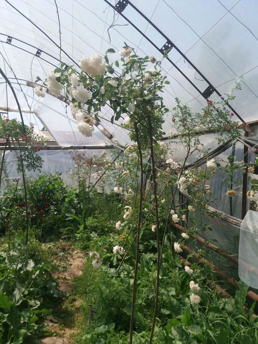 Атиргул кучатлари сотилади