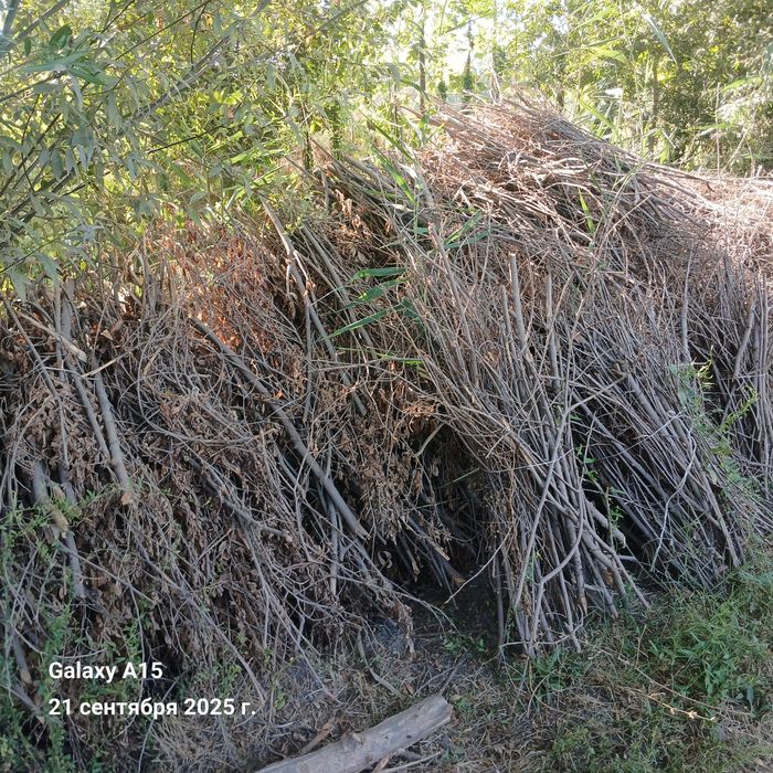 Шахча утин кайрагач