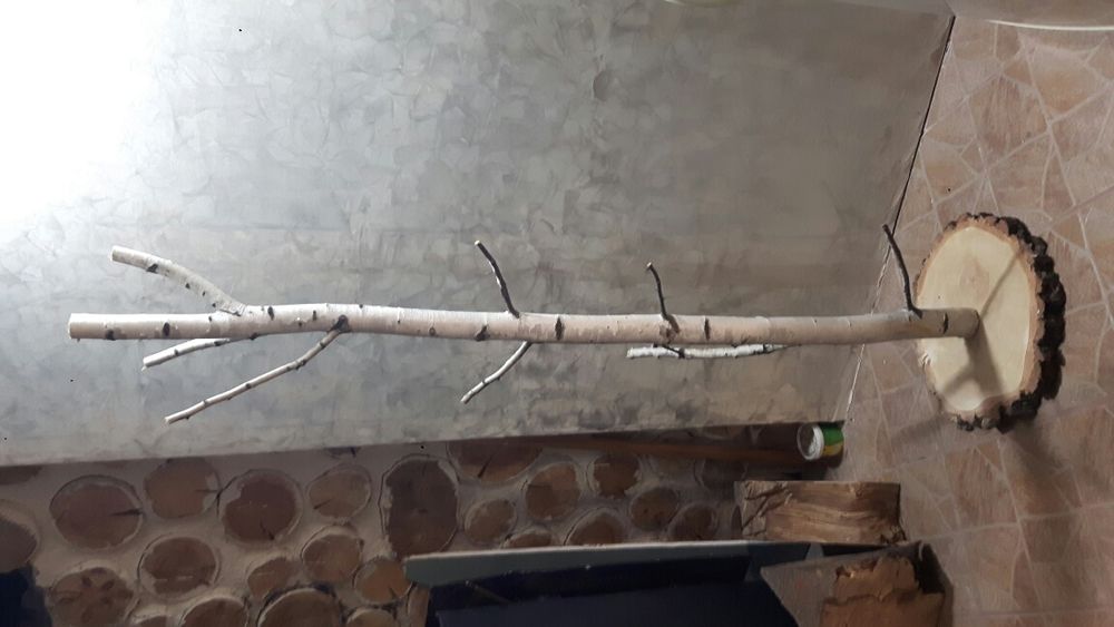 Mesteacan decorativ , busteni de mesteacan , lemn felii, trunchi