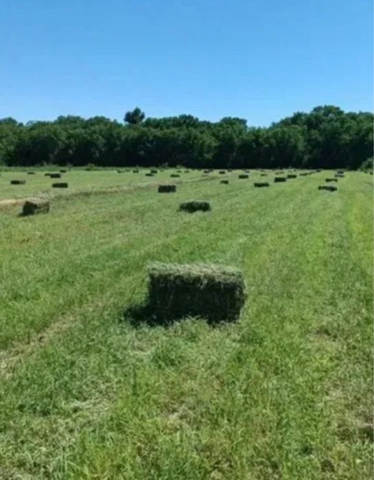 Жонышка тукымы 111