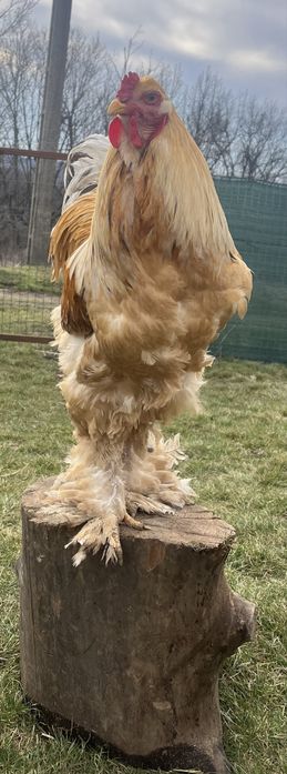 Pereche Brahma Lemon