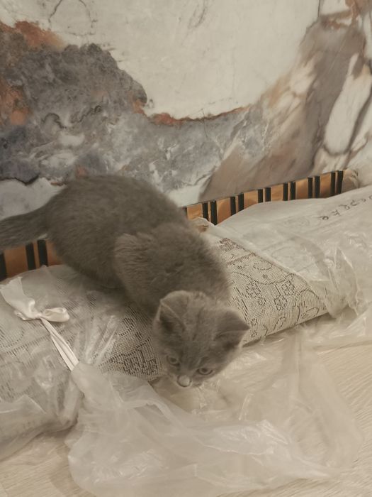 Продам кошку британский