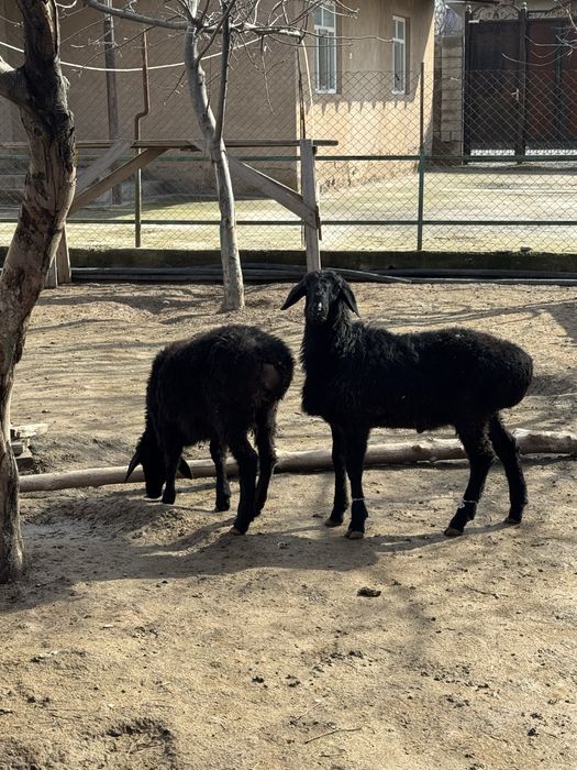 Токты Кошкар садылады