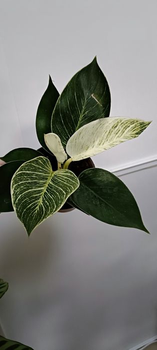 Филодендрон Биркин:3500 тенге