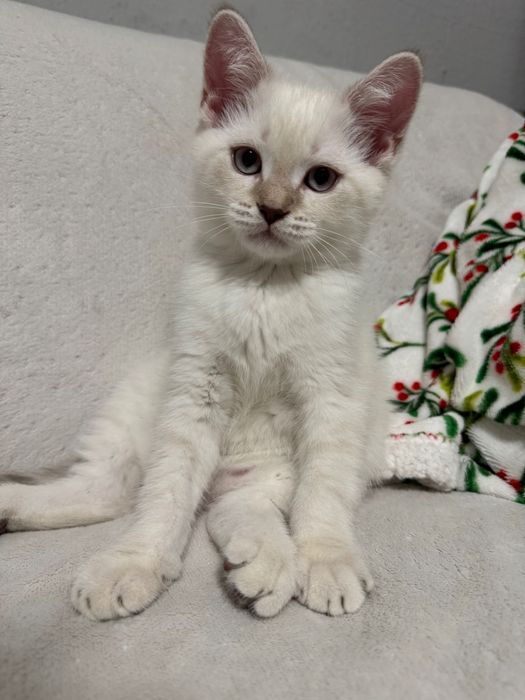 British shorthair