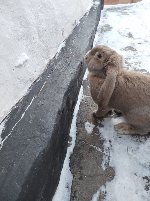 Продам кролика французский баран