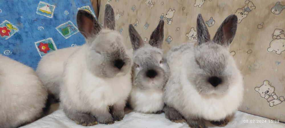Кролики Евро Калифорнийской породы. Гарантия качества!