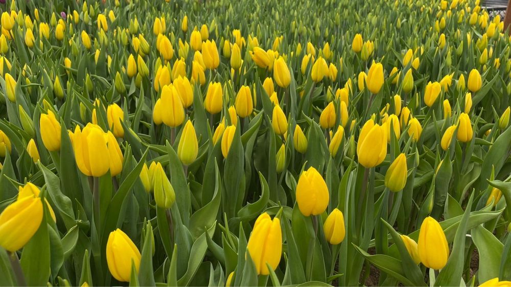 Тюльпаны оптом свежие