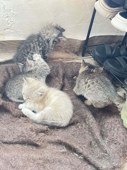 Отдам в хороший руки