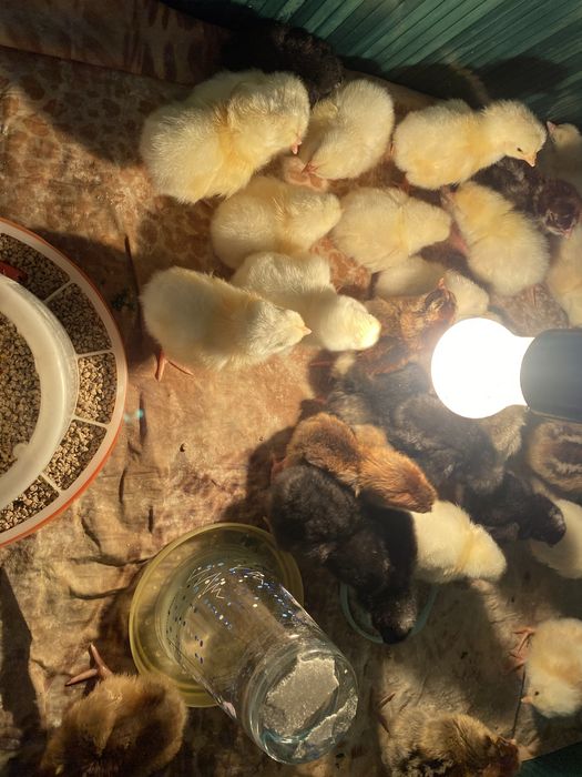 Цыплята суточные домашние