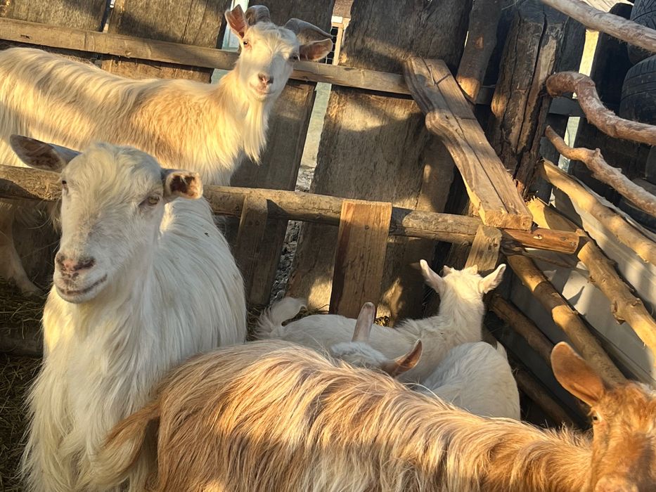 Vând capre cu iezi și fără