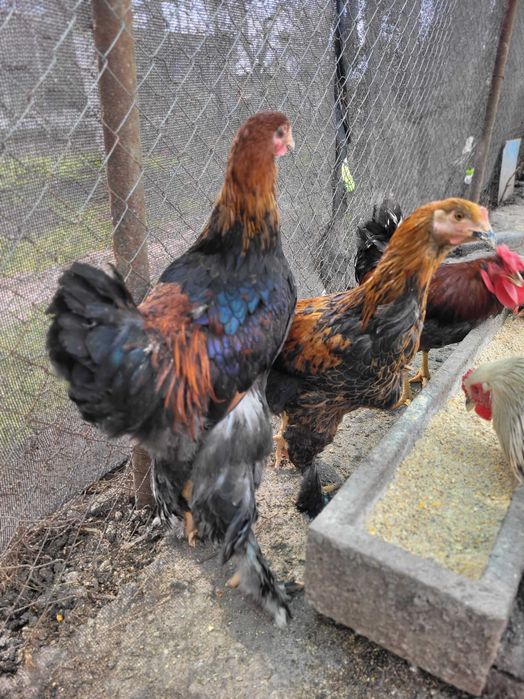 Cocoșei Brahma Diferite culori