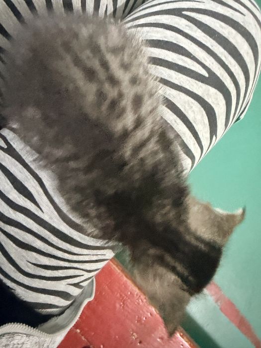 Котенок мальчик бесплатно