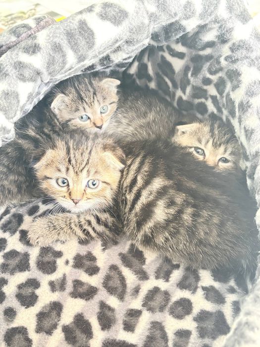 Вислоухие котята