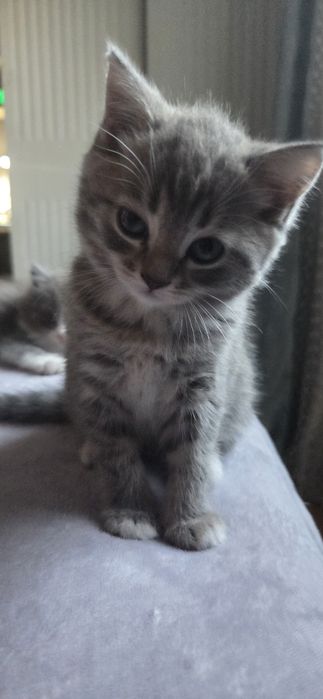 Отдам двух котят (девочки)