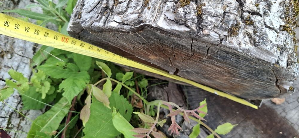 Bustean de nuc si cires pentru blaturi