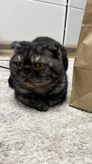 В добрые руки, кот