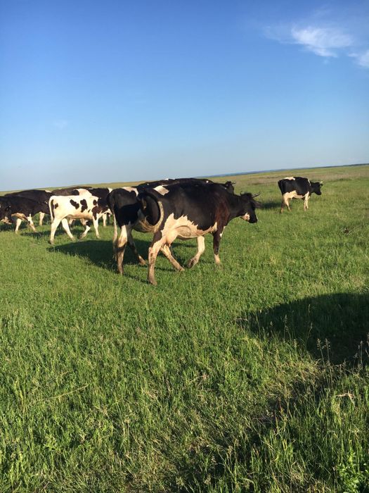 Vand ferma bovine 20 vaci