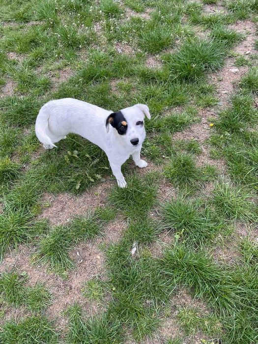 Подарява се женски "Джак ръсел" и мъжко "Западно сибирска лайка"