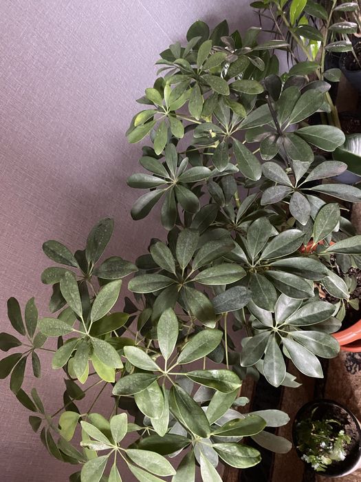 Шефлера.  Комнатное растение