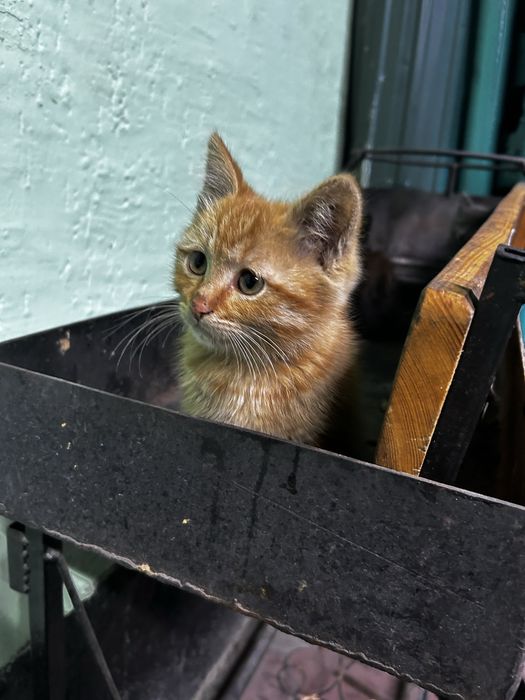 Отдам котят в хорошие руки, мальчики