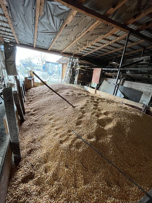 Porumb, productie 2025