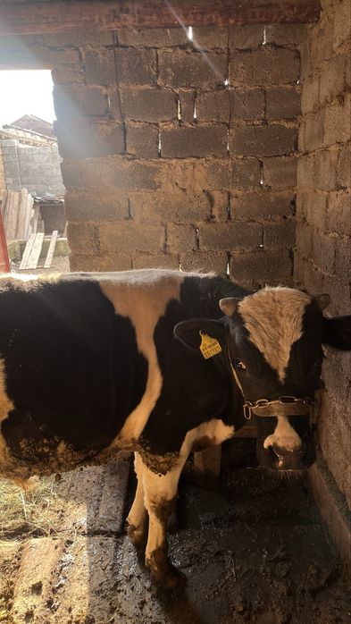 Бык, бұқа, пародистый