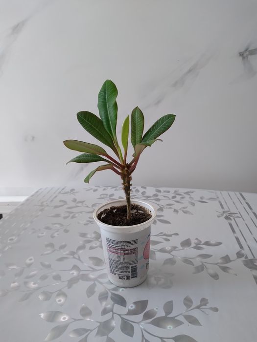 Цветок молочай беложилковый