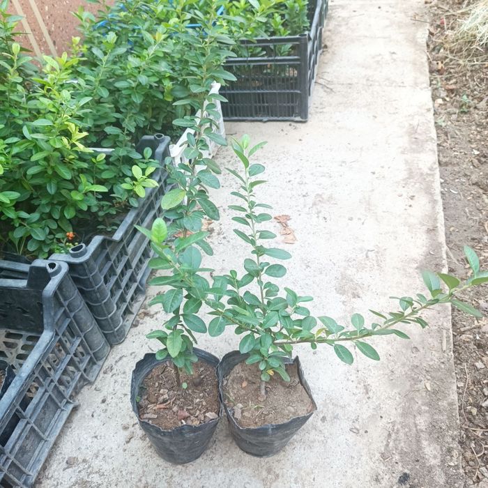 Пироканта расстение