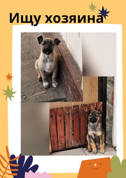 Дворянчики  ищут хозяина!