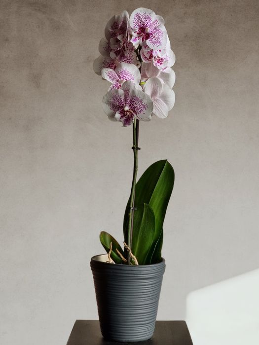 Цветущие и Отцветающие Орхидеи и Орхидея по невероятно низким ценам!!!