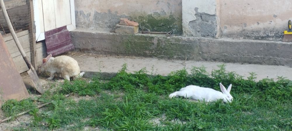 Хикол Куёнла сотилади срочно.Бир оила она куён Яна якинда тугади.