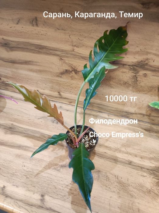 Филодендрон филодендрон