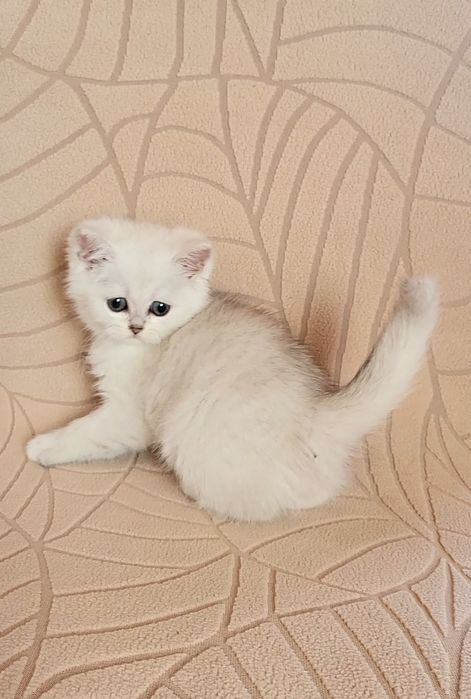 British shorthair