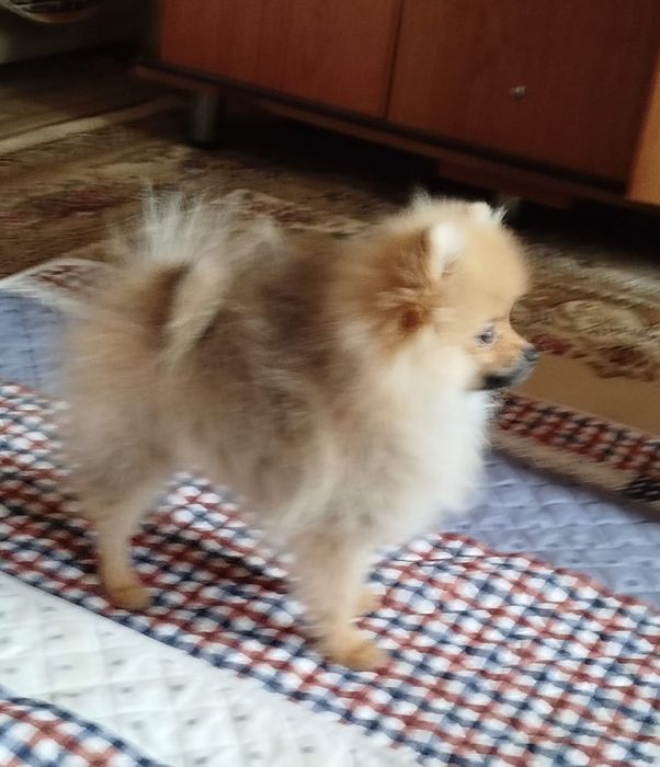 Девочка померанского шпица