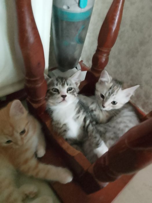 Отдам даром котят.в добрые руки