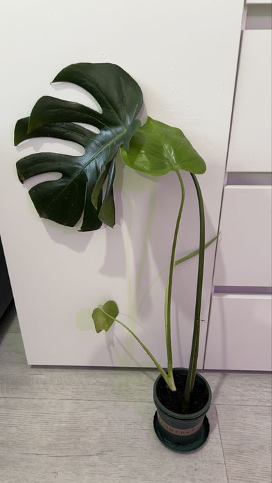 Монстера покупайте