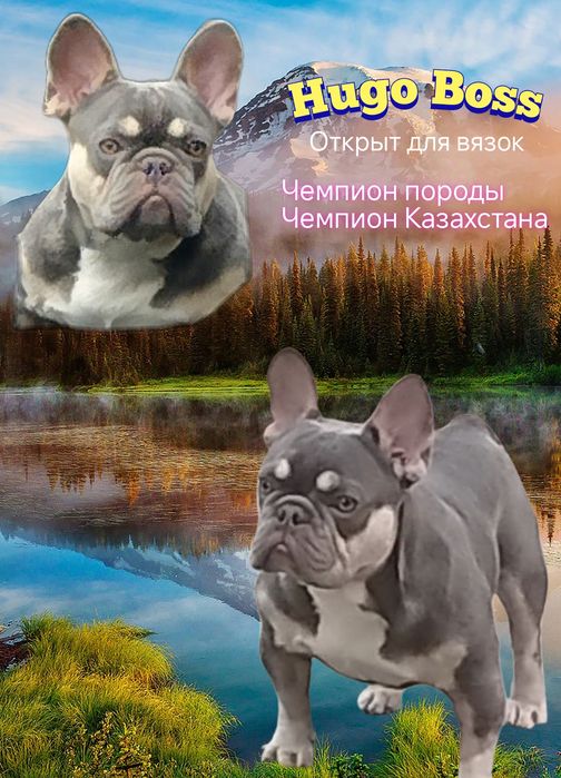 Вязка! Шикарный мальчик лилак тан