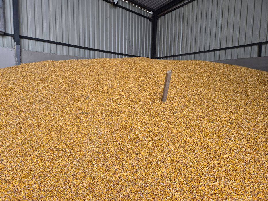 Porumb de vânzare, 0,85 lei/kg