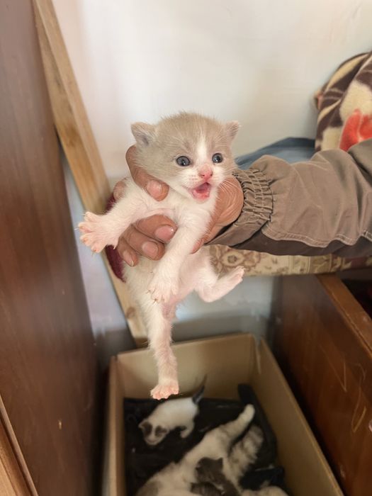 Вислоухие котята