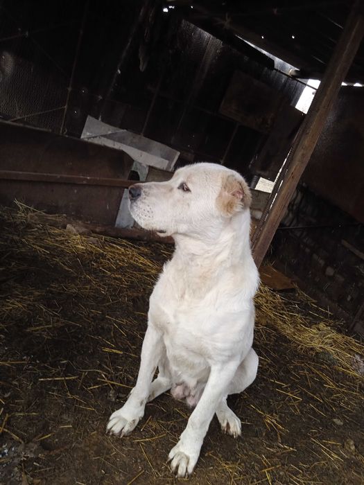 Alabay 2 yowta birmarta tuqan 170$